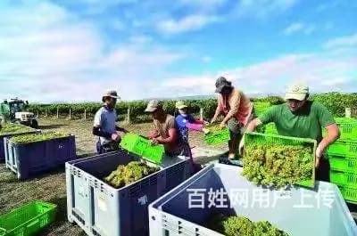 果蔬农场招搬运工采摘工种植工包装工分拣工 - 图片 2